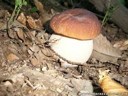 Splendido fungo Porcino di castagneto