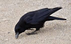 Cognome Corvo Corvo come cognome
