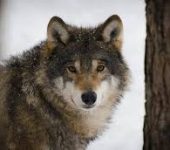 Lupo come cognome