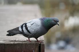 Cognome Piccione Piccione come cognome