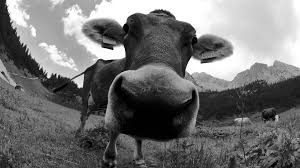 Cognome Vacca Vacca come cognome