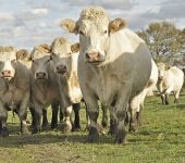 Fiera Bovina di San Desiderio -Valle Bormida