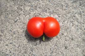 Cognome Culetto Culetto come cognome
