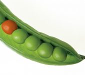 Pisello nel bacello