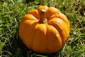 Cognome Zucca Zucca come cognome