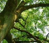 Quercia