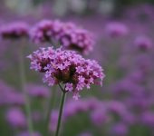 Verbena fiori